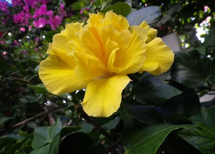 招待所 金乔治宾馆 卡特瑞杜斯