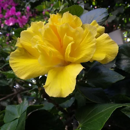 Maison d'hôtes George Karterados (Santorini)